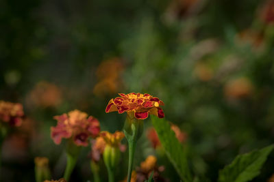 Close-up of orange flowering plant in park