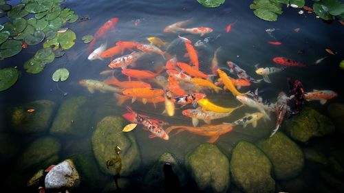 High angle view of koi carps swimming in pond