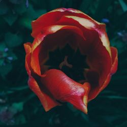 Close-up of red flower blooming outdoors