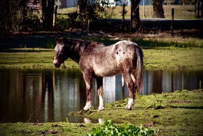 Animals grazing in pasture