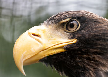 Close-up of eagle