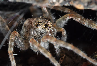 Close-up of spider