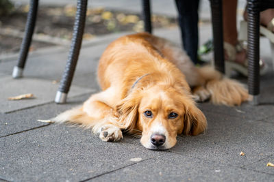 Portrait of dog lying on footpath