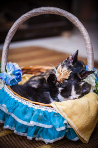 Cats resting in decorated basket