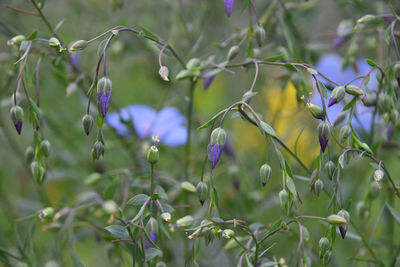 Close-up of purple flowers