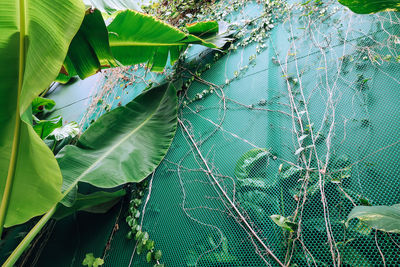 Close-up of green leaves on plant