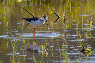 Bird perching on a lake