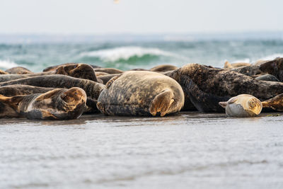 Harbour seals phoca vitulina resting on sandbank on the swedish west coast.