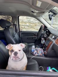 Bulldog in car looking out the open window