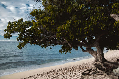 Trees growing on beach against sky