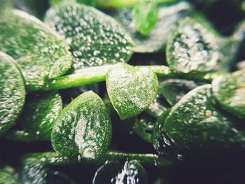 Close-up of fresh green plant