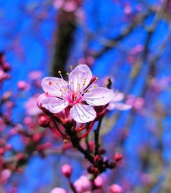 Close-up of pink cherry blossom