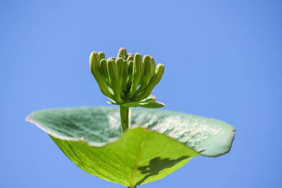 Close-up of leaf against blue sky