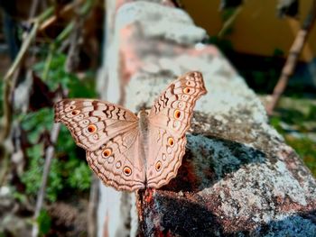 Close-up of butterfly perching on plant