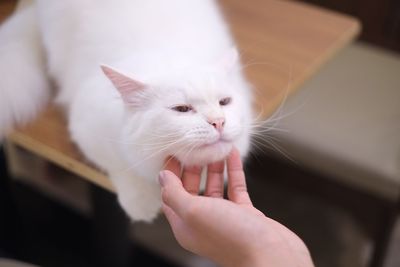 Close-up of hand holding white cat