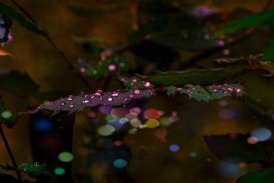 Rain drops on rose leaf looks like pearls in pink colour.