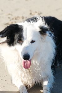 Close-up portrait of dog sticking out tongue