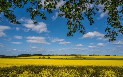 Landscape and rapeseed fields at manor house aakjær