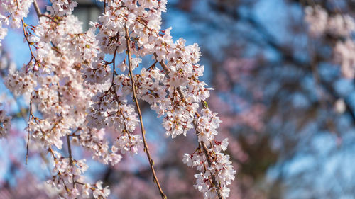 Low angle view of cherry blossom tree