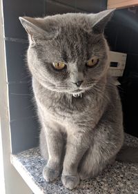 Close-up of cat looking away