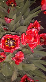 Close-up of red flowers