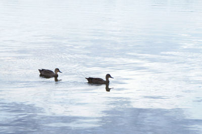 Ducks swimming in lake
