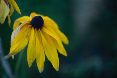 Close-up of yellow flower blooming outdoors