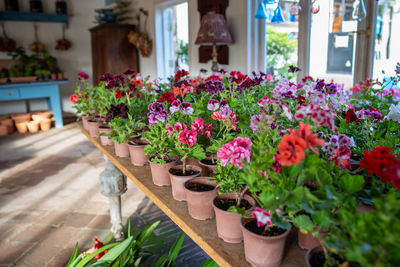 Flowers in greenhouse