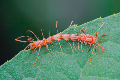 Close-up of insect on leaf