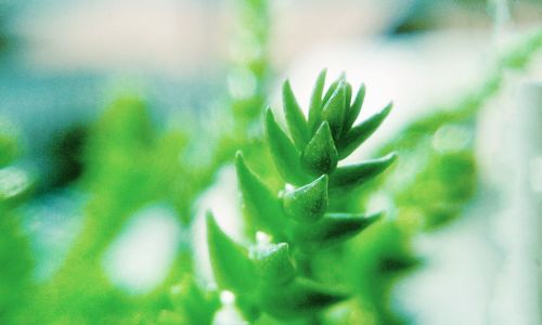 Close-up of fresh green plant