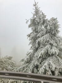 Low angle view of tree against clear sky