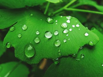Close-up of leaves on plant
