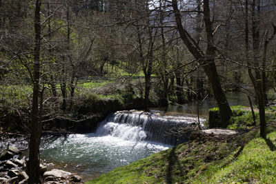 Scenic view of waterfall in forest