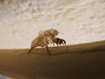 Close-up of insect on wall