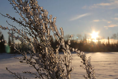 Plants against sky during winter
