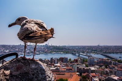 Seagull perching on a city