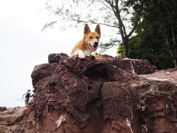 Low angle view of dog on rock