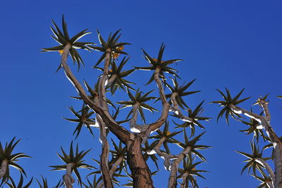 Low angle view of tree against clear blue sky