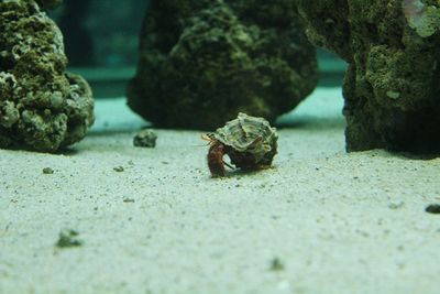 Close-up of hermit crab on rock