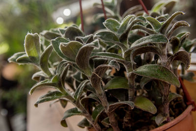 Close-up of potted plant