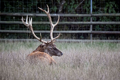 Deer in a field