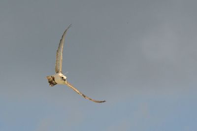 Low angle view of falcon flying against sky