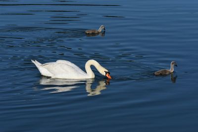 Swans swimming in lake