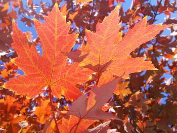 Close-up of maple tree during autumn
