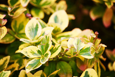 Close-up of flowering plant