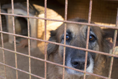 Close-up portrait of a dog in cage