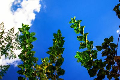 Low angle view of plants against blue sky