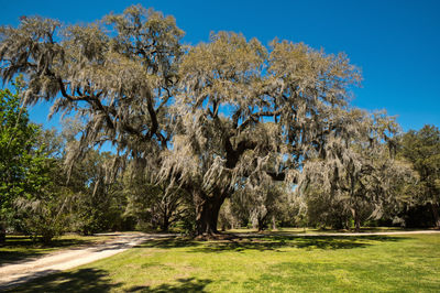 Trees on landscape against clear blue sky