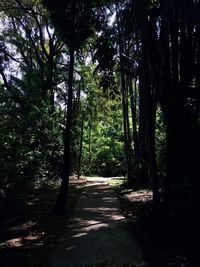 Trees in forest