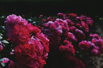 Close-up of pink rose flowers